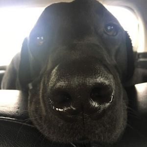 Meet your Posher, Bailey